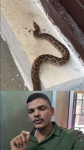 SNAKES Can Enter Your Home Through Open Doors and Windows? #SnakeAwarenes #RainySeasonSafety #Safety