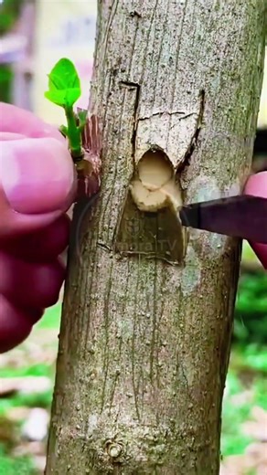 Mastering the Art of Tree Grafting! 🌳 #farmoratv #nature #asmr
