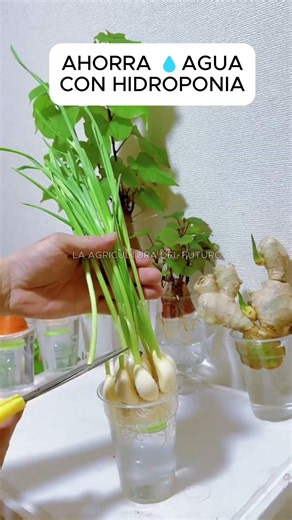 Learn to grow your own vegetables with hydroponics #hydroponics
