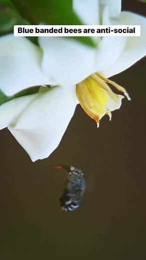 17 reactions | Blue banded bees are anti-social. They live alone unlike honeybees that live in colonies. Males cling onto plants through the night while females burrow into clay. Blue banded bees are found in Australia. #bees #beesofinstagram #bluebandedbee #wildlife #nature #taylorswift #enchanted #australia | Naturalist's Guide | Facebook