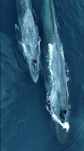 The Largest Animal to Ever Exist Is Almost Unbelievable