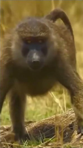 Life of Baboons: Baboon Is Doing The Punching Game?