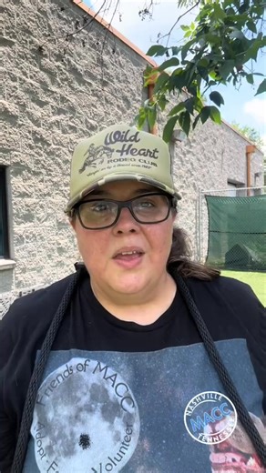 Meet MACC’s Tea Cup Werewolf Piano is 3 years old and 53 lbs. I dont know if you will be able to see her shes so small. She can fit right in your pocket. She loves playing tag and chase with her friends in playgroup. Piano A407825 is a 3 year old 53 lbs mixed breed. She is available at Metro Nashville Animal Care and Control is located at 5125 Harding Place Nashville TN 37211. They are open 7 days a week 12-4 Thursday 12-6. #AnitaWalker #fyp #nashvilletn #adopt #PetsOfTikTok #adoptme #foryou #me