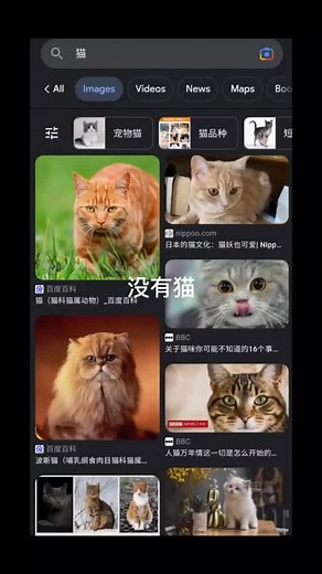 Explore Adorable Cats in Unique Settings