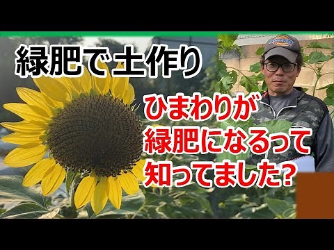 [Soil building with green manure] Lots of benefits! Soil building with sunflowers