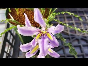 バビアナ・クリスパが咲きました！Babiana crispa blooming in my nursery.