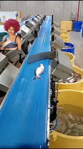 Wow the Machine is efficiently sorting out the fish into different categories | daughterofzion