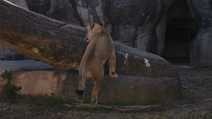 23 reactions | Cameron Park Zoo is conserving wildlife in wild places. Close up encounters and more! Buy your tickets today! | Cameron Park Zoo | Facebook