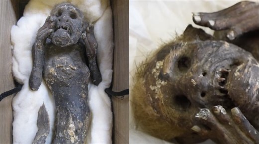 Scientists Working to Solve Mystery of Mummified Mermaid With Human Face