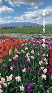 A Dreamy Garden 🌺🌺 Tulips Flowers