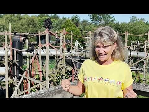 A special delivery- Monkey World receives a sweet delivery from DHL- chimpanzee Chocolat from Kenya!