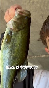 Catching every fish in Illinois part 7 #fishing #illinois #bassfishing
