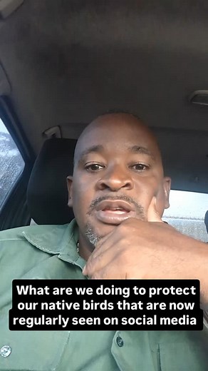 A friendly message to the people who are catching and showcasing our native birds on social media to get likes and raise money. Birds like Yellow billed parrots, Black Billed Parrots, Jamaican Parakeet, American Kestrels, and the Jamaican Crow. What are we going to do about it? | Roosters World