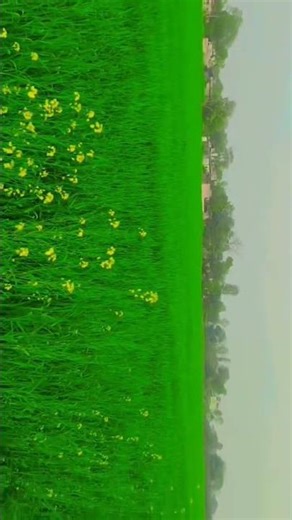 #farming #gehu #khetibadi #gaw #village #kisan #beutyfull