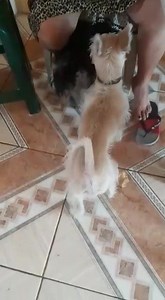 17 shares | Caso Externo x favor COMPARTAN Esta hermosa perrita...