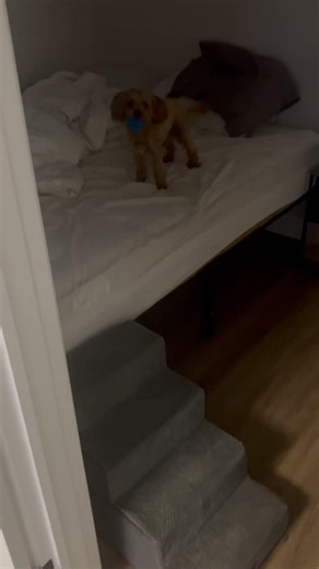 Ricky the Yorkie Talks Back & Won't Give Up His Ball!