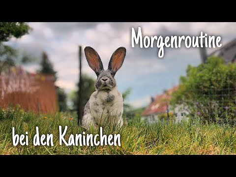 Morgenroutine bei den Kaninchen
