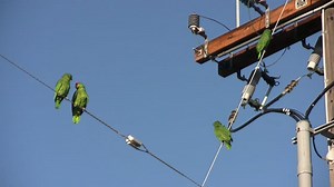 OB in HD: Early Morning Parrot Party