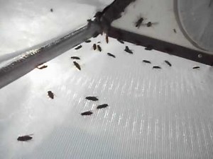 The Buzzing of Horse Flies