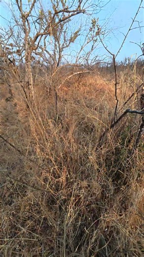 I Finally Got My African Goshawk!