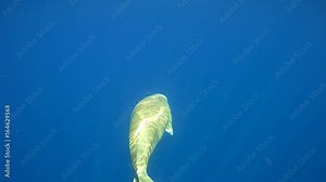 Sea cow floating in blue water - Abu Dabab, Marsa Alam, Red Sea, Egypt, Africa