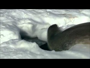 『ライフ ―いのちをつなぐ物語―』 予告編