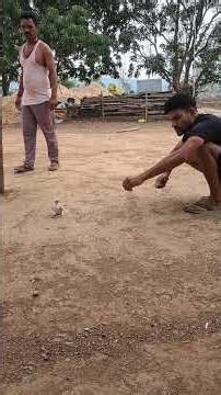 Training baby falcon #birds#falcon#animals#eagleflight#majesticeagle#zoo#birdofprey#goldeneagle