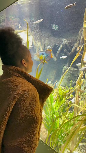 Girlfriend Troubles with a Green Terror Fish