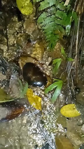 Catching Salamanders in a Natural Stream
