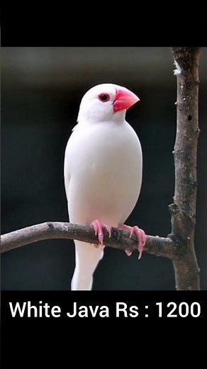 Java Sparrow Varieties & Price in Pakistan #lalukhetbirdsmarket #birdsmarket #jaalrate #javasparrow