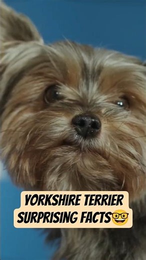 Tiny Dog, Big Facts - Yorkshire Terrier Edition🐶🐾