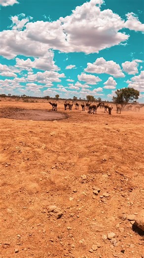 Exploring the Yuendumu Community and Its Outback Recycling