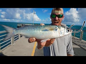 Pier Fish CAN'T RESIST Live Mullet Bait!