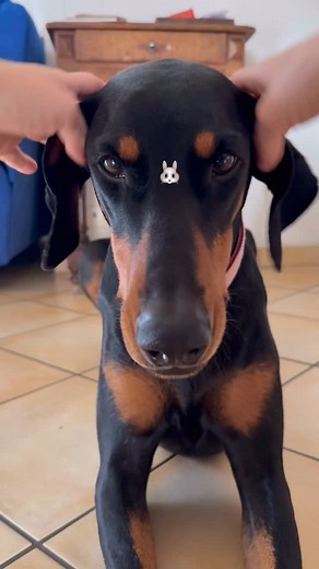 10K reactions · 414 shares | Si tu veux jouer avec ton chien, créer...