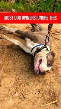 Most dog owners say they’d do anything to save their dog…but won’t learn CPR. #dogcor #360dogcare