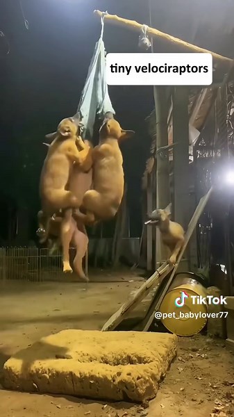 Belgian malinois puppy #dog #puppy #cute #doglover #funny | belgian malinois puppy