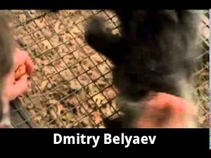 Belyaev et la domestication des renards