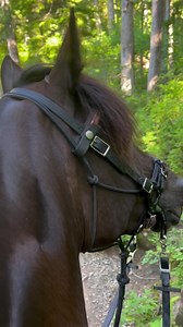Deer Lake, Olympic National Park, Washington State. (Please check previous post for parking/trail/camp info) Sammy has been with us for a handful of years, and was previously a show horse with zero exposure to trails or terrain. The first summer we had him, I primary used him as a pack horse, following behind the experienced and bold Reggie. I started riding him the following year and he’s been all over Colorado, New Mexico and some of Texas. This summer, he had the opportunity to go to Washingt
