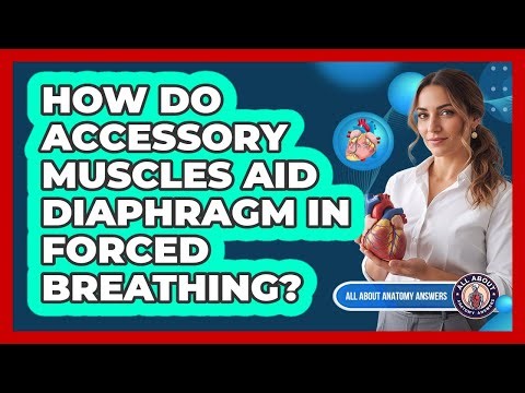 How Do Accessory Muscles Aid Diaphragm In Forced Breathing?