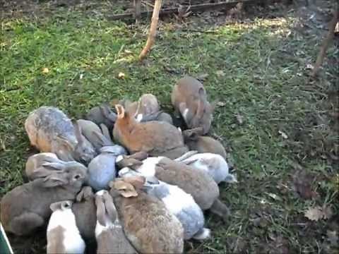 Conigliopoli 2012- Conigli allevati a terra in garenna