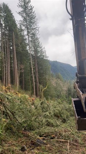 2.8K views · 346 reactions | Timberrr. A little pull line for added safety. Better safe than sorry when operating around a hydroelectric plant #arborist #timber #treework | Thuline Timber Company | Facebook