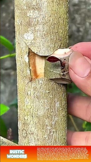 Thực hiện ghép cành cây thủ công: Giữ đặc tính giống tốt, nâng năng suất cây trồng