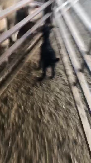 Zoe Carter Australia on TikTok