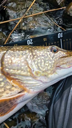 Pike Getting Chunkier Every Cast! 🔥 #winter #pikefishing #fishing