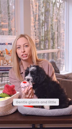 Why families love Mini Bernedoodle Puppies ❤️🐶 Mini Bernedoodles really do feel like the best of both worlds 🐶🤎 They’re known for their gentle, family friendly nature, mixed with a playful, goofy side that keeps everyone smiling. Mini Bernedoodles love being close to their people, joining in on adventures, and then curling up for cuddles at the end of the day. With their soft, often low shedding coats and loyal temperament, they make an amazing match for families who want a loving companion t