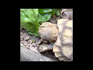 How To Feed A Baby Turtle Lettuce