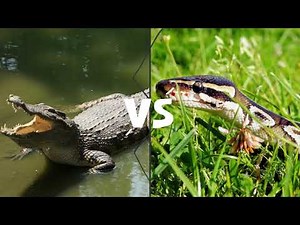 SaltWater Crocodile vs Reticulated Python - Who will win the fight?