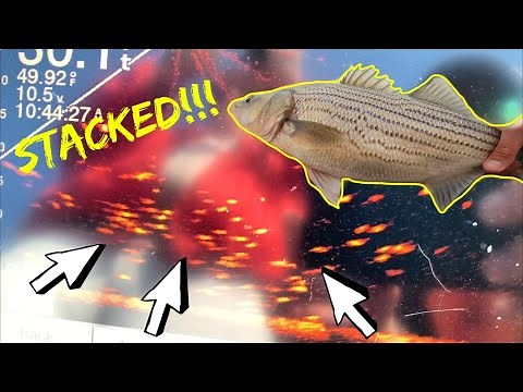Catching BIG Hybrids With LIVESCOPE!! SO Many Fish! (Epic Footage)