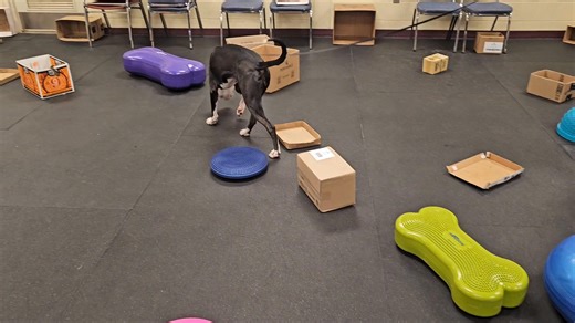 Berkshire Humane Society on Reels