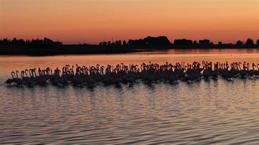 Türkiye: Flamingos verzichten auf die Migration und überwintern in den Lagunen der Südtürkei